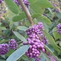 Callicarpa bodinieri var.giraldii 'Profusion' fruit P22